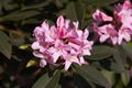 Rhododendron minus Różanecznik